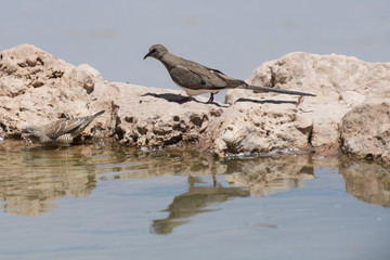Tourterelle masquée,.Oena capensis, Namaqua Dove