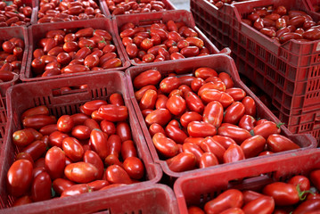 fresh tomatoes for making tomato sauce