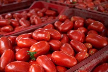 fresh tomatoes for making tomato sauce