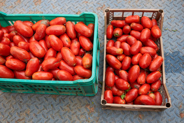 fresh tomatoes for making tomato sauce