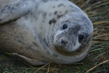 Seals and seal cubs at Donna Nook, Lincolnshire, United Kingdom