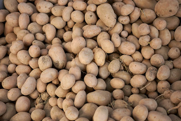 fresh potatoes just collected