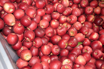 red fresh apples