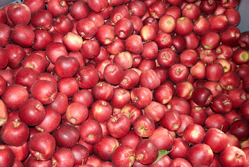 red fresh apples