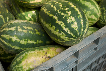 fresh watermelons