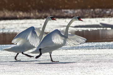 White swans on the lake. White swans and blue water