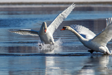 White swans on the lake. The swan flies over water. Blue water and white swan