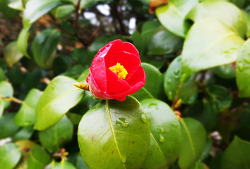 Camellia