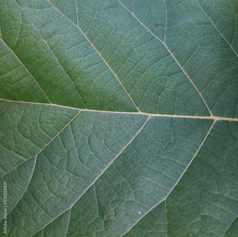 Wall mural green leaf macro