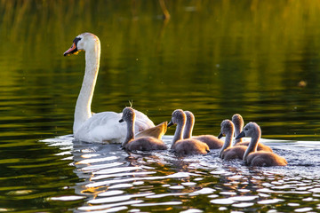 A family of swans swim through the water. Lake and swans. Swan and his baby bird