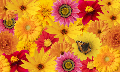 Fototapeta premium Floral background of bright flowers with a butterfly