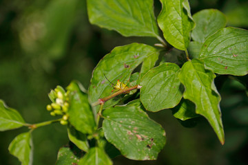 grüngelbe Farbwanze