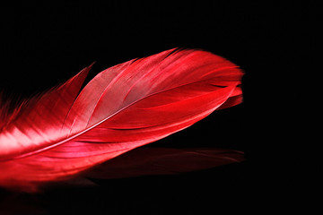 elegant light feathers on a dark background