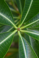 close up of green tropical leaves