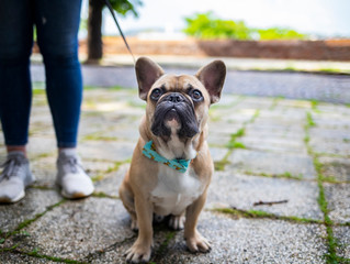 french bulldog puppy