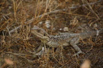 lizard