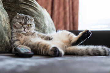 Funny fat cat with his paw up, lying on the sofa with the remote control from the TV. - obrazy, fototapety, plakaty