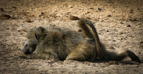 Baboon