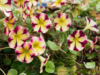 Colorful blooming flowers of petunia with purple, yellow stripes close-up. Summer flower landscape.
