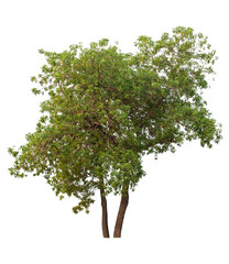 Obraz premium The Big tree with beautiful structure isolate on white background, tropical trees isolated used for design, advertising and architecture