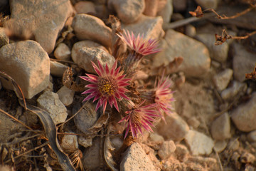 wild flower