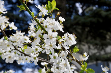 white flowers on a tree