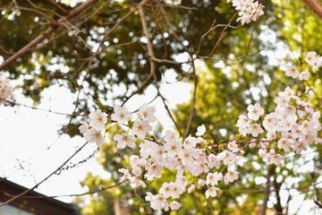 Image of Cherry blossoms blooming in the park