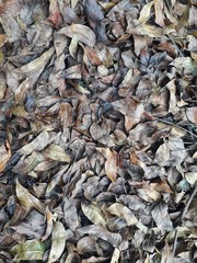 dried fish background