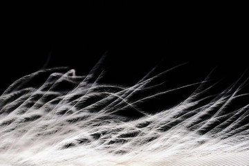 elegant light feathers on a dark background
