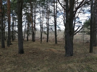 trees in the forest