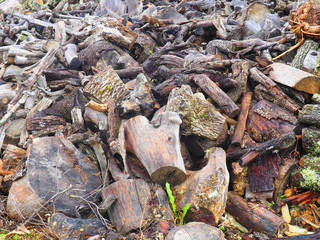 Montón de troncos de árboles en el bosque