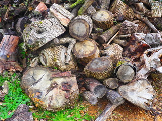 Montón de troncos de árboles en el bosque
