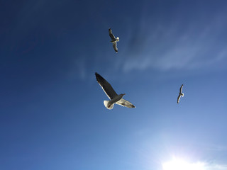 Seagulls play in the sky over the sea in the rays of the bright sun. The concept of ecology and freedom.