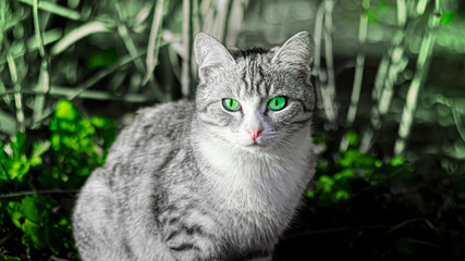  cat with green eyes in the garden. Bright and clear animal in a green glow .