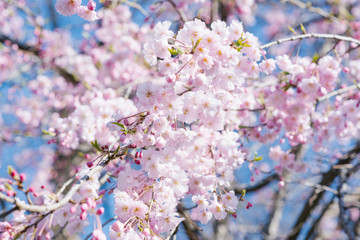 Pink Japanese cherry (Prunus or Cerasus serrulata serrulata) blossoms in spring fading background. Selective focus. Blooming tree on the background of nature. Spring Background