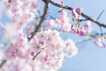 An elegant beautiful branch of decorative cherry trees with flowers against the blue sky. Selective focus. Spring card for the holiday