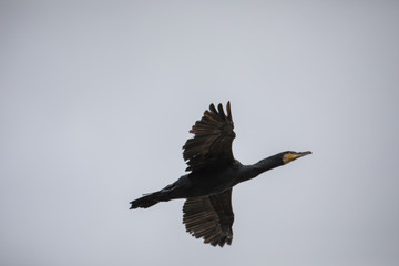 Wildlife