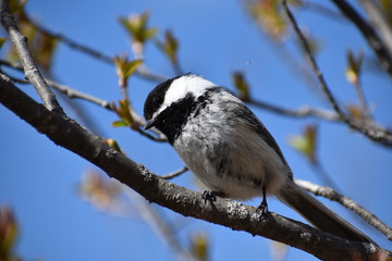 chickadee on branch with spring leaves