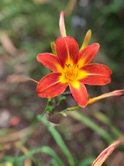 red and yellow flower