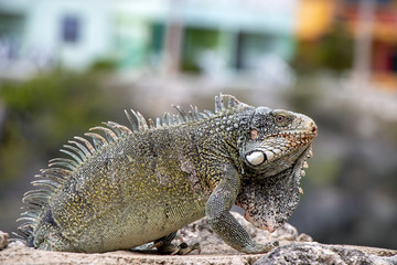 Iguana on Curacao animal in the wild
