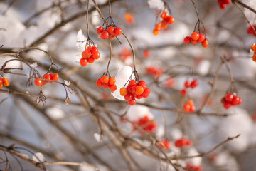 Scarlet, beautiful berries of viburnum on the branches in the snow.