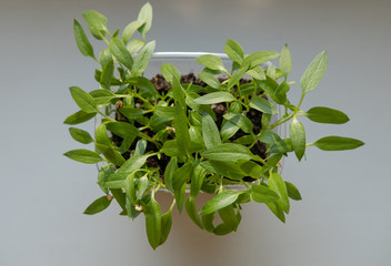 Growing herbs and plants on the windowsill.