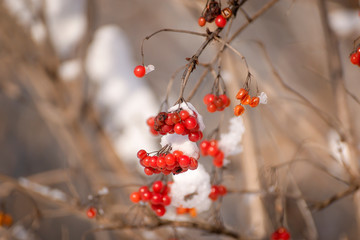 Scarlet, beautiful berries of viburnum on the branches in the snow.
