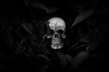 Still life of human skull that died for a long time was buried in the ground