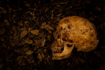 Still life of human skull that died for a long time was buried in the ground