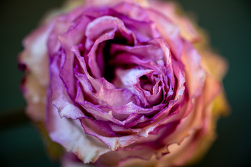 Dry pink rose Bud close-up. Macro mode.