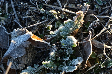 Dry branches and roots of trees covered with spring hoarfrost.