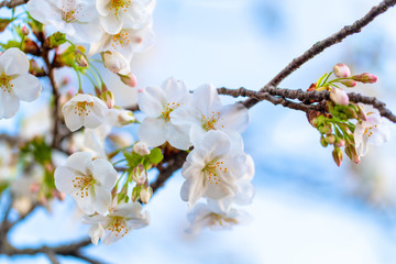 桜