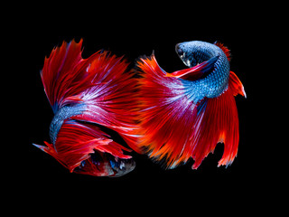 Action and movement of Thai fighting fish on a black background, Halfmoon Betta