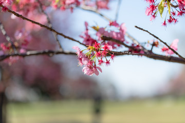 桜